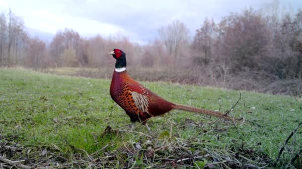 Fagiano comune colorato, Phasianus Colchicus, uccello sull'erba in inverno — Video Stock