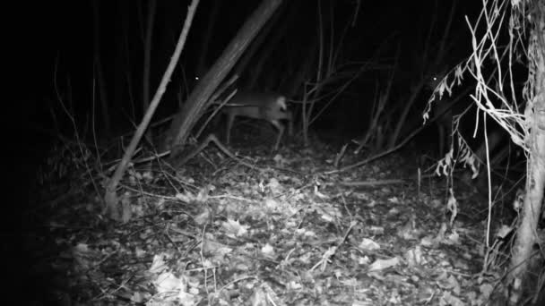 Группа оленей, или Roebuck - Capreolus Capreolus, в лесу в зимнюю ночь — стоковое видео
