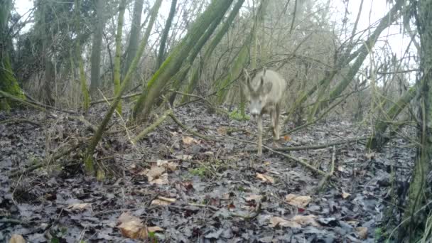 Chevreuil, Roebuck - Capreolus Capreolus, avec cornes scène marque le territoire