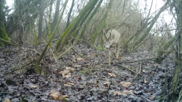 Roe deer, Roebuck - Capreolus Capreolus, met hoorns markeert het gebied — Stockvideo