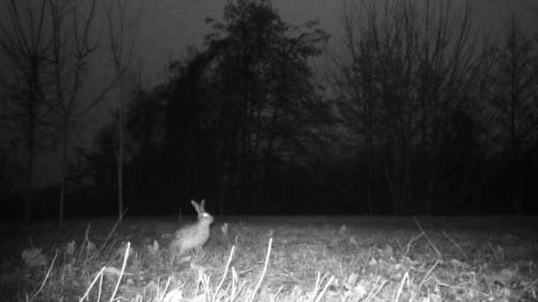 Hare, Lepus timidus, az erdőben az éjszakában. FullHD vadvilág ProRes videó. — Stock videók