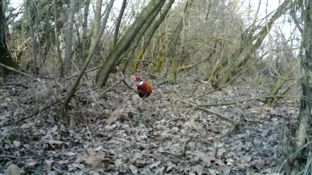 Самка Фазан, Фасіан Колхік, з "їдає траву в міському лісі взимку. — стокове відео
