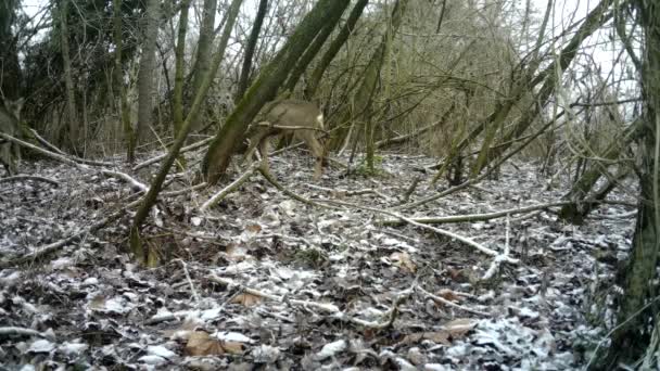 Рой - олень (Roebuck - Capreolus Capreolus) їсть у зимовий день під час шоу. — стокове відео