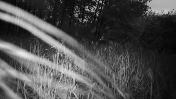 Rådjur, Roebuck, Capreolus Capreolus, går i en skog om natten — Stockvideo