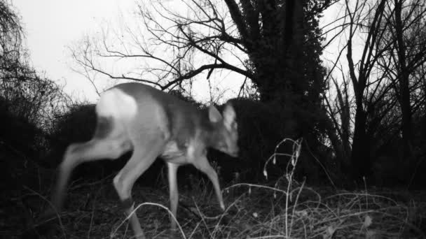 Twee jonge Roe herten, of Roebuck - Capreolus Capreolus, dichtbij uitzicht in de winternacht — Stockvideo