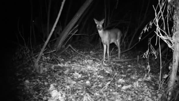 Veado jovem Roe, ou Roebuck - Capreolus Capreolus, em uma floresta na noite de inverno — Vídeo de Stock