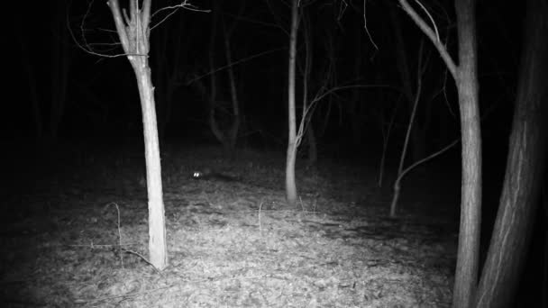 La martora, Martes foina, annusa il terreno di una foresta di notte. Video Full HD. — Video Stock