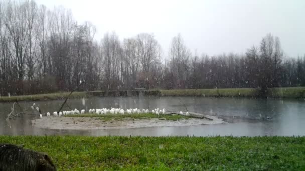 Western Cattle Egret White birds, Bubulcus ibis, em um dia de inverno de neve pesada — Vídeo de Stock