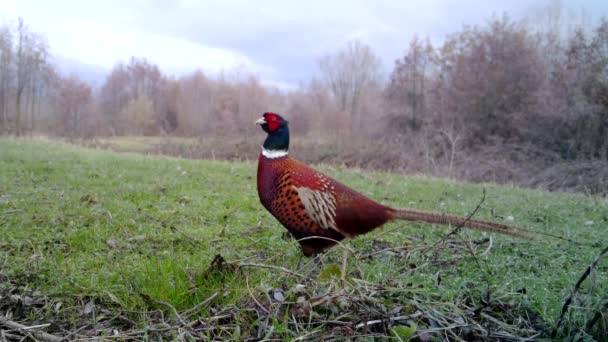 Faisán común colorido, Phasianus Colchicus, pájaro en la hierba en invierno — Vídeos de Stock