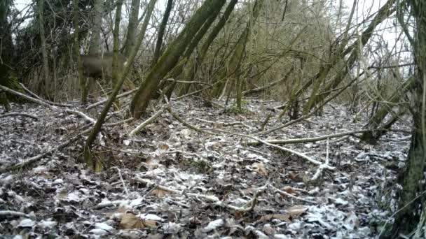 Roe deer, of Roebuck - Capreolus Capreolus, in een bos in de winter dag tijdens de show — Stockvideo