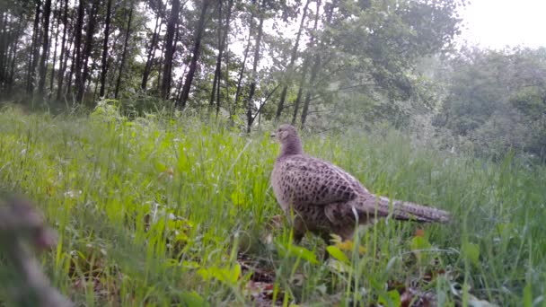 Femelle de Faisan, Phasianus Colchicus, mange l'herbe dans le bois urbain en hiver