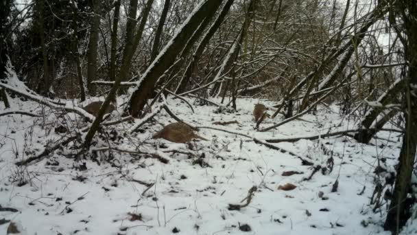 Vrouw van fazant, Phasianus Colchicus, eet het gras in stedelijk hout in de winter — Stockvideo