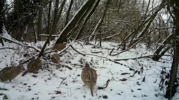 Vrouw van fazant, Phasianus Colchicus, eet het gras in stedelijk hout in de winter — Stockvideo