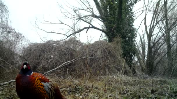 普通的野鸡，Phasianus Colchicus，冬季在森林里关闭视频 — 图库视频影像
