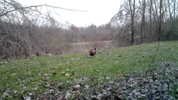 Vanlig fasan, Phasianus Colchicus, promenader och äter på gräset på vinterdagen — Stockvideo