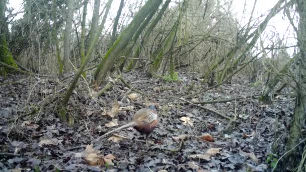 Faisán común, Phasianus Colchicus, camina sobre hojas en un bosque en el día de invierno — Vídeo de stock