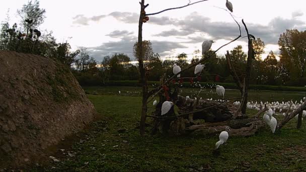 Westliche Kuhreiher, Bubulcus Ibis oder Silberreiher. 1080p Full-HD-Video — Stockvideo