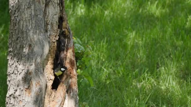 The Nest of a Small Bird, Great Tits - Parus Major, in a Tree Trunk — стокове відео