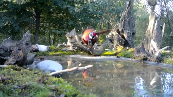 A fácán nőstény, a Fasianus Colchicus télen városi fában eszi a füvet — Stock videók