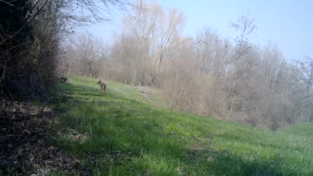 Kurt bir erkek, Canis Lupus, bir bahar günü bir koruma ormanında yürür. — Stok video
