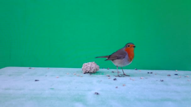 European Robin, Erithacus rubecula redbreasteats, with Green Screen or Chromakey — Stock Video