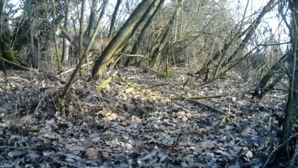 Una planta en un bosque — Vídeos de Stock