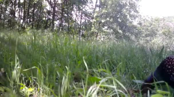 Fêmea de Faisão, Fasiano Colchicus, come a grama em madeira urbana no inverno — Vídeo de Stock