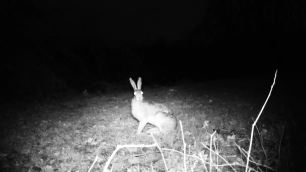 Hare, Lepus Europaeus, eats the grass of a meadow in a cold winter night — Stock Video