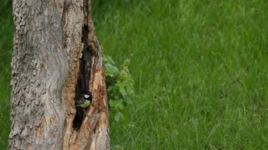 The Nest of a Small Bird, Great Tits - Parus Major, in a Tree Trunk