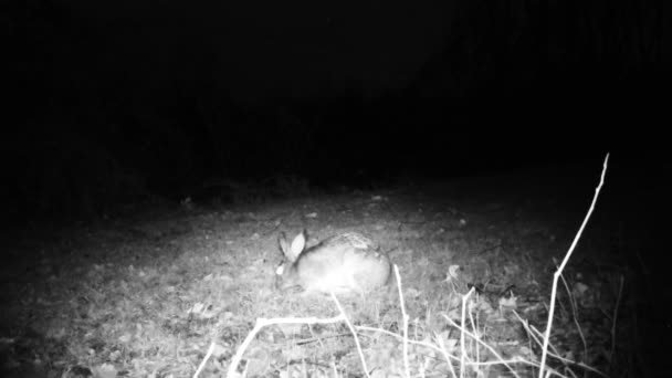 Liebre, Lepus Europaeus, come la hierba de un prado en una fría noche de invierno — Vídeo de stock