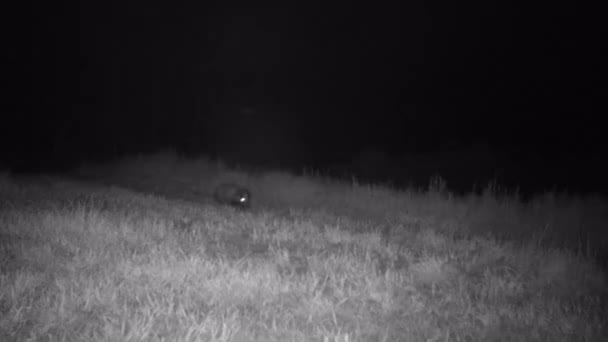European Badger, Leles Meles, Springa på en äng på natten i 4K Video — Stockvideo