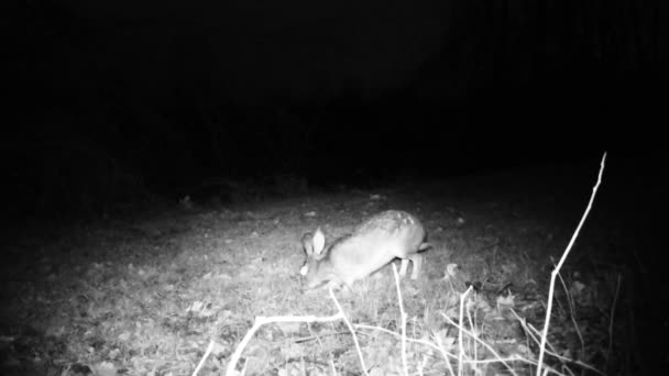 Hare, Lepus Europaeus, eats the grass of a meadow in a cold winter night — Stock Video