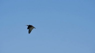 Kuş Yavaş Hareket Ediyor Kel Ibis Waldrapp Münzevi Ibis Geronticus eremita
