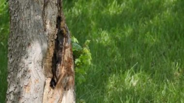 Small Bird, Great Tits - Parus Major, Nest in a Tree Trunk