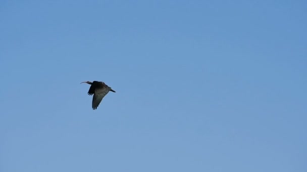 Aves voam em câmera lenta Calvo Ibis Waldrapp Eremita Ibis Geronticus eremita — Vídeo de Stock