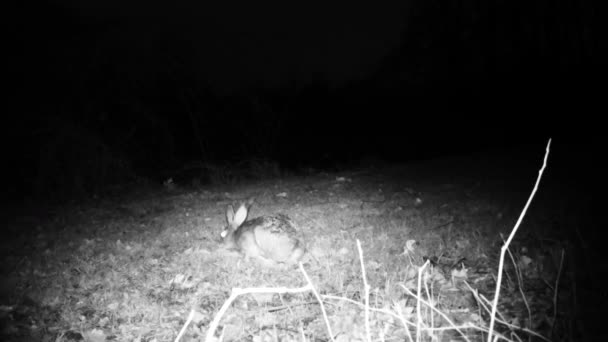 Liebre, Lepus Europaeus, come la hierba de un prado en una fría noche de invierno — Vídeo de stock