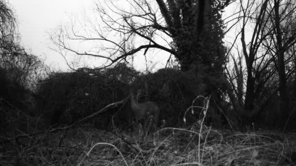 Ciervo joven, o Roebuck - Capreolus Capreolus, en un bosque en la noche de invierno — Vídeos de Stock