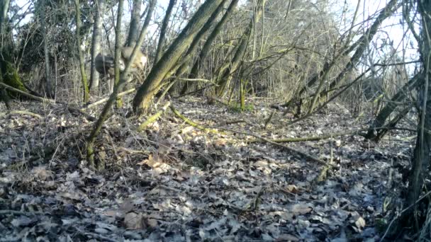 un arbre au milieu d'une forêt