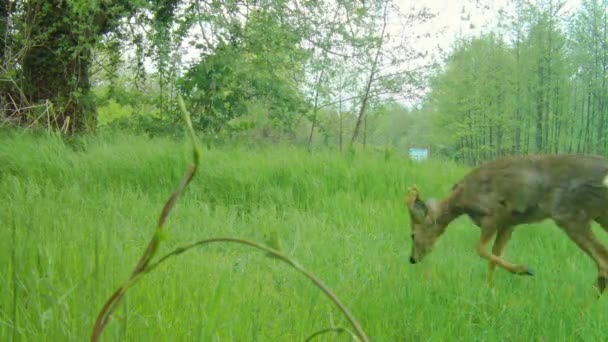 Eenzame Roe Deer, Capreolus Capreolus, Wandelen in het gras op een zonnige dag — Stockvideo