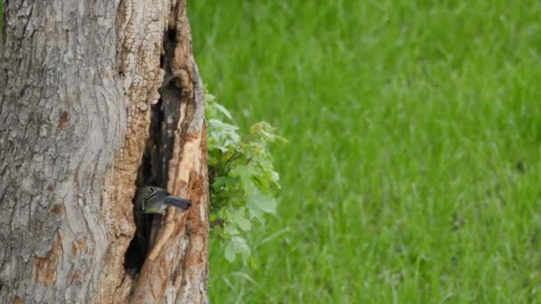 Pássaro pequeno, Grandes Mamas - Parus Major, Nest Tree Trunk em uma floresta na primavera — Vídeo de Stock