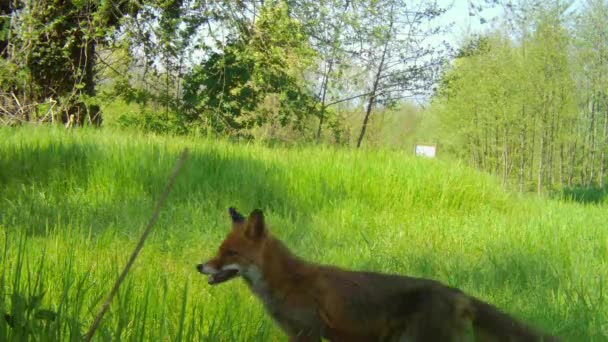 Close View of a Red Fox, Vulpes Vulpes, Walking in a Green Grass Meadow — Stock Video