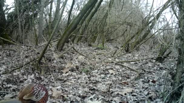 Faisán común, Phasianus Colchicus, come en un día de invierno en un bosque — Vídeo de stock