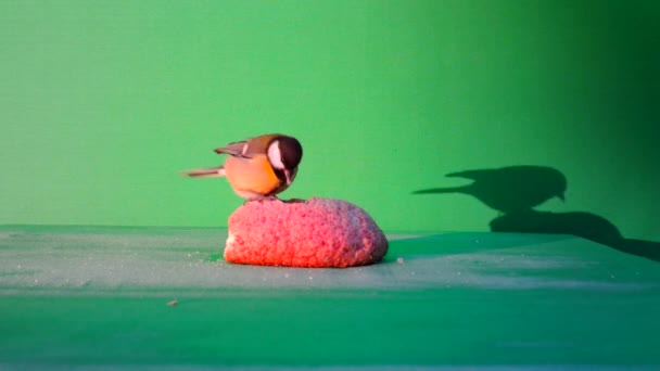 Small Bird Great Tit, Parus major, in Green Screen or Chromakey — 图库视频影像