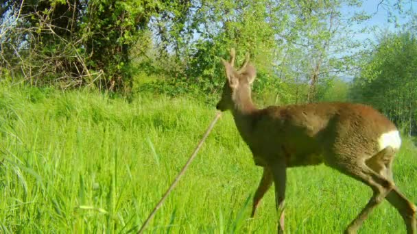 Samotny samiec jelenia, Capreolus Capreolus, biegnie po zielonym polu — Wideo stockowe