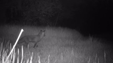 Yalnızlık Kızıl Tilki, Vulpes Vulpes, Yürüyüş, Dinlenme ve Gece Çayırda Bakış
