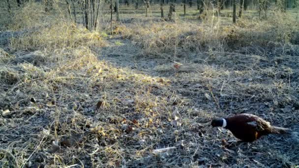 Fasan, hasianus colchicus eller Phasianus, går i en skog på vintern morgon. — Stockvideo