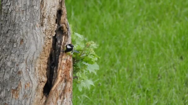 Pássaro pequeno, Grandes Mamas - Parus Major, Ninho em um tronco de árvore na primavera — Vídeo de Stock
