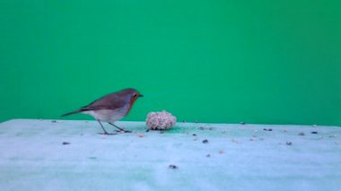 Avrupalı Robin, Erithacus rubecula kırmızısı göğüslü, Yeşil Ekran veya Kromakey