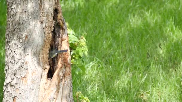 Eine Nahaufnahme eines kleinen Vogels, der sich in sein Nest in einem Baum verirrt — Stockvideo