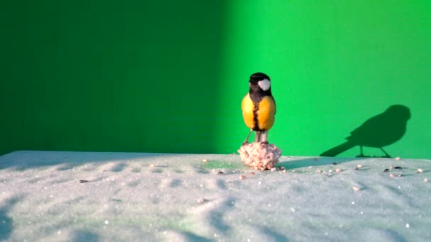 Small Bird Great Tit, Parus major, in Green Screen or Chromakey — Stock Video